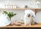 Cute dog in chef\\\'s hat and with birthday cake on kitchen table