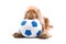 Cute dog chewing soccer ball