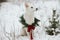 Cute dog in Christmas wreath sitting in snowy winter park. Adorable white swiss shepherd dog in stylish christmas wreath with pine