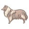 Cute dog Collie breed pedigree vector illustration