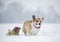 Cute dog corgi in a red santa hat with christmas sleigh with gifts sitting in winter garden under heavy snowfall