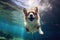 Cute dog corgi swimming under the water.