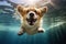 Cute dog corgi swimming under the water.