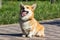 Cute dog corgi welsh pembroke in park on a walk. Lifestyle. Purebred Welsh corgi play outdoor. A popular breed of dog.