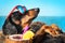 Cute dog of dachshund, black and tan, buried in the sand at the beach sea on summer vacation holidays, wearing red sunglasses with