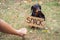 Cute dog dachshund, black and tan, with cardboard `snack ` begging and turns away from the hand of a man with food, stretched out