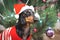 Cute dog dachshund, black and tan, in a red sweater and santa claus hat on background Christmas tree