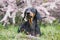 Cute dog of the Dachshund breed, black and tan, relax on the lawn amidst blooming flowers