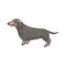 Cute dog Dachshund breed pedigree vector illustration