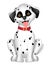 Cute dog dalmatian