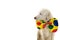 CUTE DOG DRESSED AS A CLOWN. CARNIVAL OR HALLOWEEN COSTUME. ISOLATED STUDIO SHOT ON WHITE BACKGROUND
