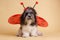 Cute dog dressed up for Halloween like a ladybug