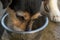 Cute Dog is drinking water from a bowl in a hot summer - Jack Russell Terrier Doggy 12 years old