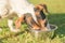 Cute Dog is drinking water from a bowl in a hot summer - Jack Russell Terrier Doggy 13 years old