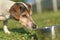 Cute Dog is drinking water from a bowl in a hot summer - Jack Russell Terrier Doggy 13 years old