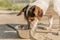 Cute Dog is drinking water from a bowl in a hot summer - Jack Russell Terrier Doggy 13 years old