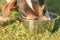 Cute Dog is drinking water from a bowl in a hot summer - Jack Russell Terrier Doggy 13 years old