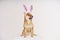 A cute dog with easter bunny ears licks its lips on a light background. Funny