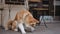 Cute dog eating food from floor in urban city outdoors. Portrait of furry red and white purebred pet.