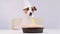 A cute dog in a festive cap sits in front of a cake with a burning candle number one. Jack russell terrier is