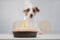 A cute dog in a festive cap sits in front of a cake with a burning candle number one. Jack russell terrier is