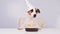 A cute dog in a festive cap sits in front of a cake with a burning candle number one. Jack russell terrier is