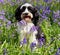 Cute dog in a field of bluebells