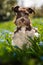 Cute dog in a flower meadow