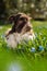Cute dog in a flower meadow