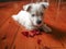 Cute dog with flower: west highland terrier westie puppy with ch