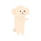 cute dog french poodle standing character