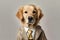Cute dog Golden retriever with office business suit costume for apply the job isolated on white background, funny moment, pet