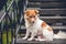 Cute dog guarding the stair entrance of the house