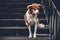 Cute dog guarding the stair entrance of the house