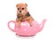Cute dog hiding inside the pink tea pot