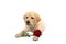 cute dog holds red rose and declares its love somebody