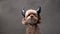 Cute dog in horns. Curly brown poodle on a gray background.