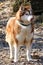 Cute dog Husky stands on last year`s foliage in the park on a spring walk and looks at the photographer.