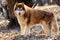 Cute dog Husky stands on last year`s foliage in the park on a spring walk and looks at the photographer.