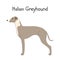 Cute dog Italian Greyhound breed isolated on white background