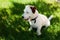 Cute dog Jack Russell Broken on green grass background. Pet care concept