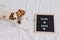 Cute dog jack russell lying on bed at home. Letter board besides with message LOVE IS LOVE.Pride month celebrate and World peace