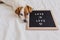 Cute dog jack russell lying on bed at home. Letter board besides with message LOVE IS LOVE.Pride month celebrate and World peace