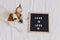 Cute dog jack russell lying on bed at home. Letter board besides with message LOVE IS LOVE.Pride month celebrate and World peace