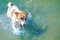 A cute dog Jack Russell swiming in blue water in the river at sunny summer