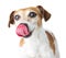 Cute Dog Jack Russell terrier licks nose with tongue.