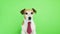 Cute dog Jack Russell terrier with serious concentrated muzzle. Green chroma key background. Video footage