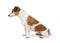 Cute Dog Jack Russell terrier sitting sideways in profile