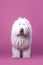 Cute dog of the Komondor breed is posing