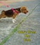 A cute dog on a leash, is looking forward, concept don\\\'t cross the line.